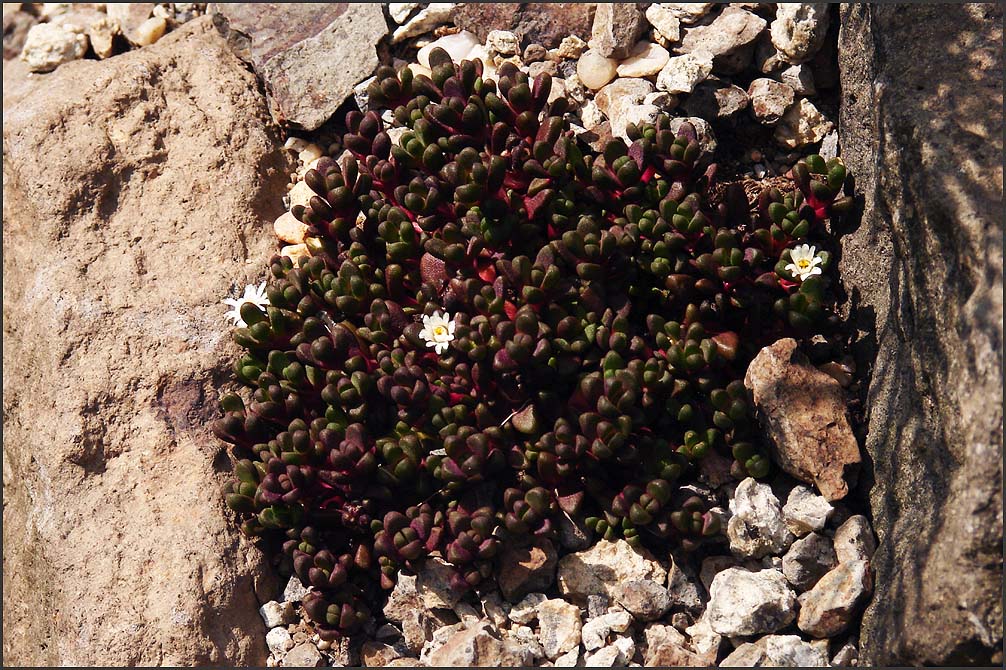 Delosperma alpina  