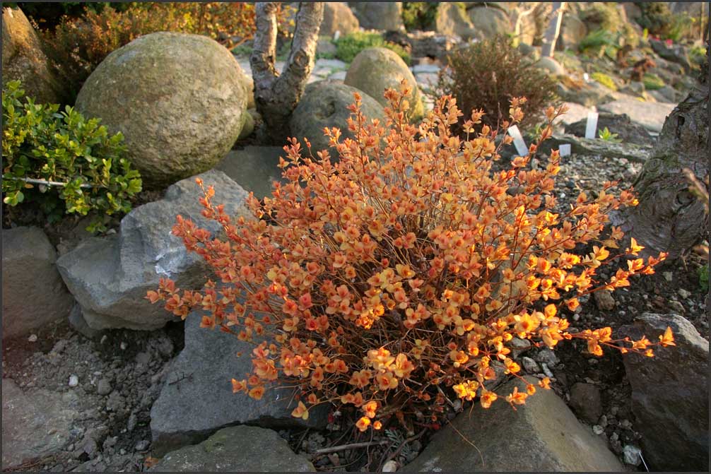 Spiraea japonica , Gold flame ,