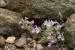 Caenorhinum origanifolium