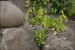 Cotyledon simplicifolia  +