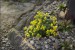 Draba brunifolia sp olympica